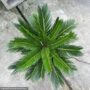 Palm – King Sago – 10″ Pot
